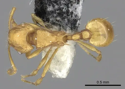 Wasmannia auropunctata - CASENT0199846