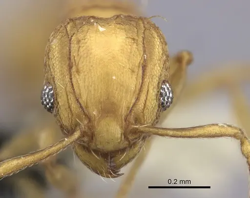 Wasmannia auropunctata - CASENT0199846