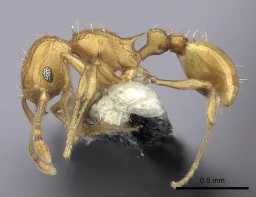 Wasmannia auropunctata - CASENT0199846