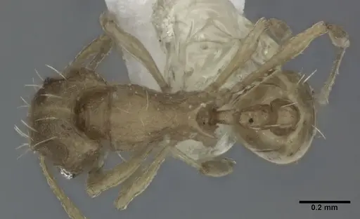 Wasmannia auropunctata - CASENT0246164