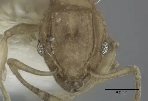 Wasmannia auropunctata - CASENT0246164