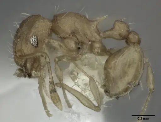 Wasmannia auropunctata - CASENT0246164