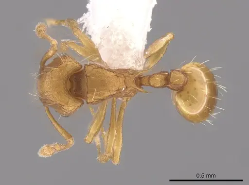 Wasmannia auropunctata - CASENT0650677