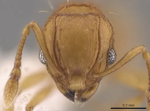 Wasmannia auropunctata - CASENT0650677