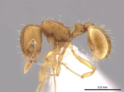 Wasmannia auropunctata - CASENT0650677