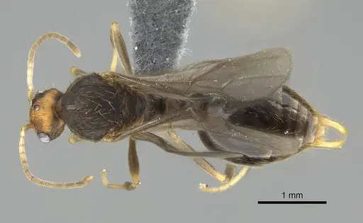 Wasmannia auropunctata - CASENT0729245