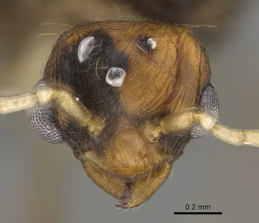 Wasmannia auropunctata - CASENT0729245