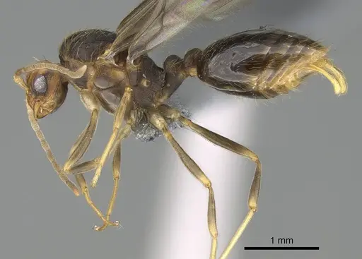 Wasmannia auropunctata - CASENT0729245