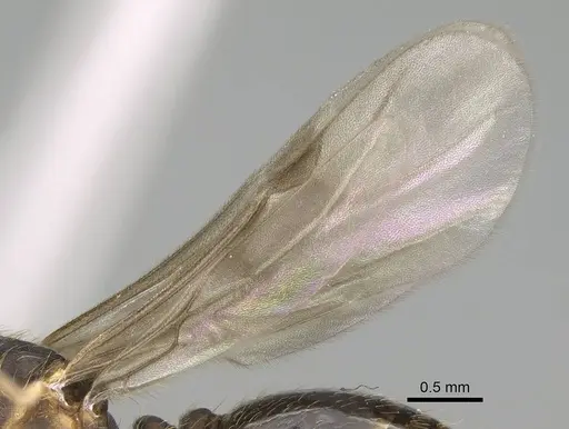 Wasmannia auropunctata - CASENT0729245