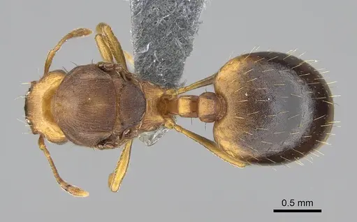 Wasmannia auropunctata - CASENT0729246