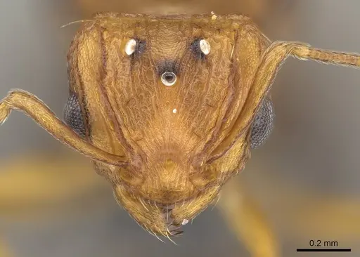 Wasmannia auropunctata - CASENT0729246