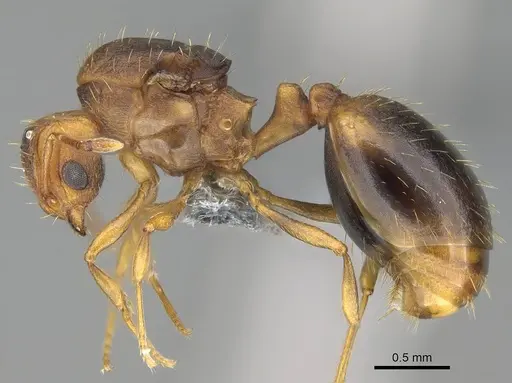 Wasmannia auropunctata - CASENT0729246