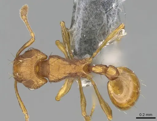 Wasmannia auropunctata - CASENT0767596