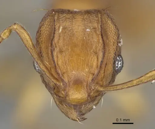 Wasmannia auropunctata - CASENT0767596