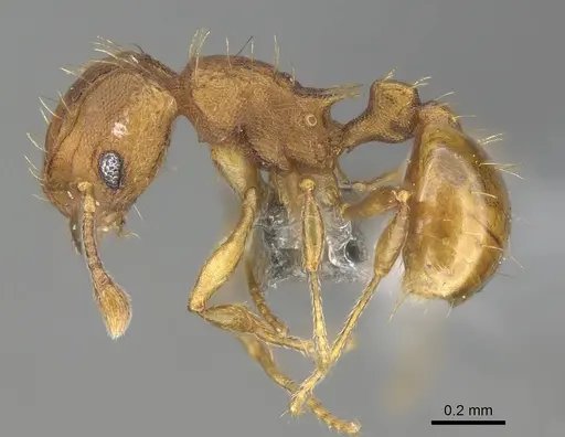 Wasmannia auropunctata - CASENT0767596