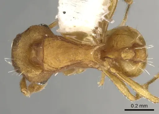 Wasmannia auropunctata - CASENT0900316