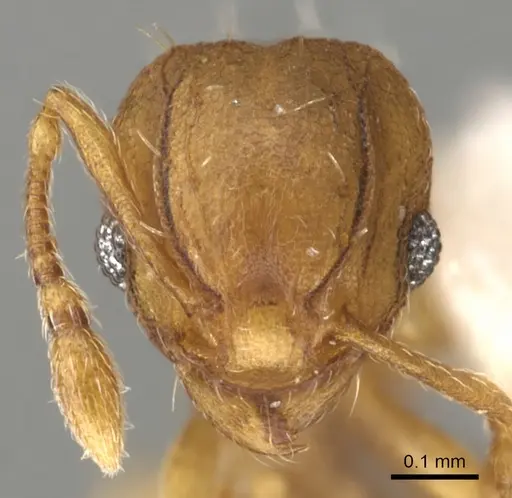 Wasmannia auropunctata - CASENT0900316