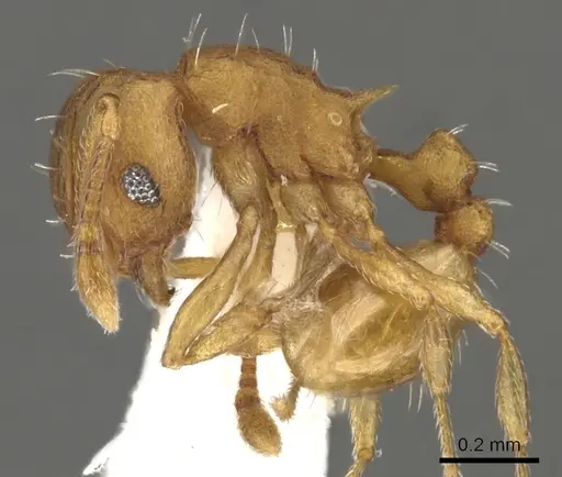 Wasmannia auropunctata - CASENT0900316