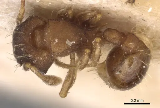 Wasmannia auropunctata - CASENT0904872