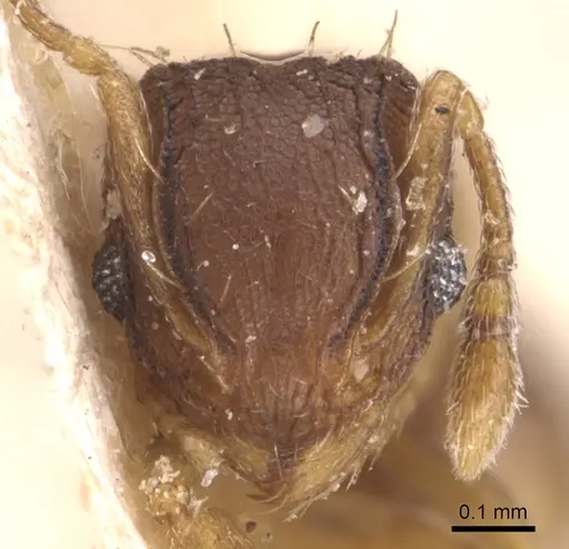 Wasmannia auropunctata - CASENT0904872