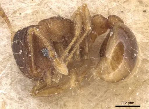 Wasmannia auropunctata - CASENT0904872