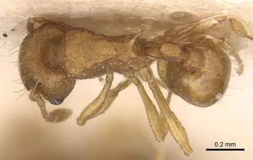 Wasmannia auropunctata - CASENT0904873