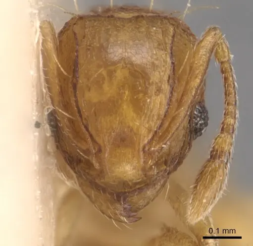 Wasmannia auropunctata - CASENT0904873