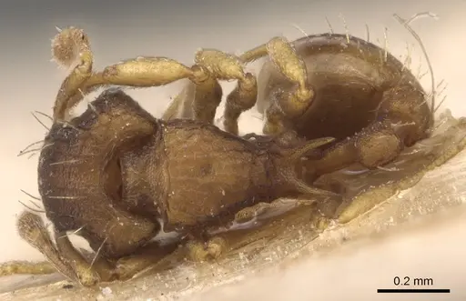 Wasmannia auropunctata - CASENT0904874