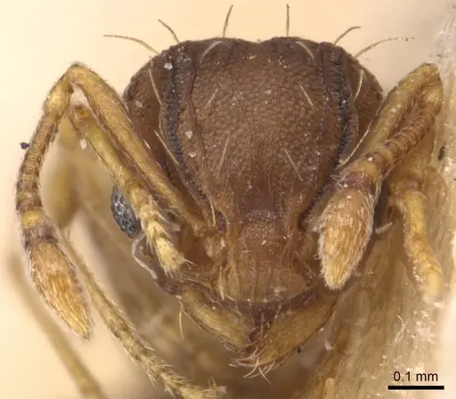 Wasmannia auropunctata - CASENT0904874