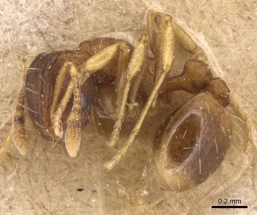 Wasmannia auropunctata - CASENT0904874