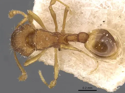 Wasmannia auropunctata - CASENT0909212