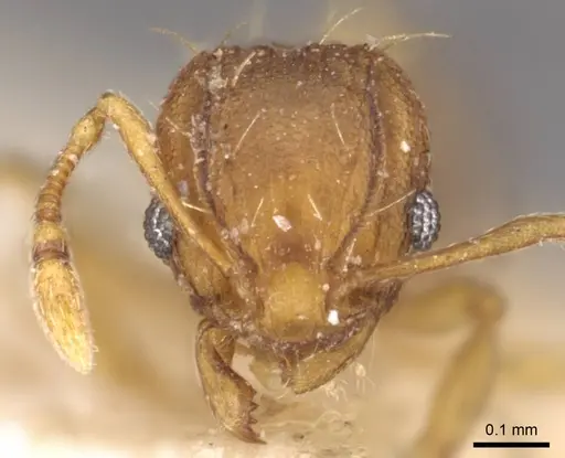 Wasmannia auropunctata - CASENT0909212