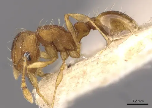 Wasmannia auropunctata - CASENT0909212