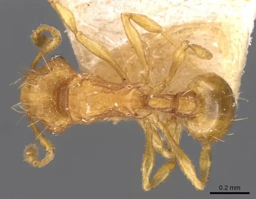 Wasmannia auropunctata - CASENT0909213