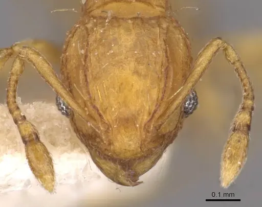 Wasmannia auropunctata - CASENT0909213