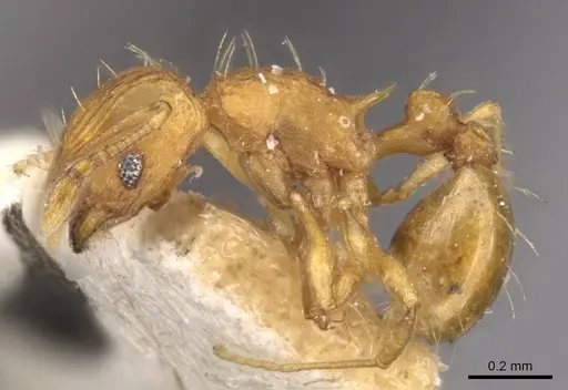 Wasmannia auropunctata - CASENT0909213