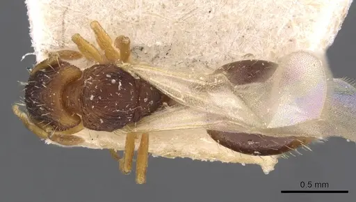 Wasmannia auropunctata - CASENT0909217