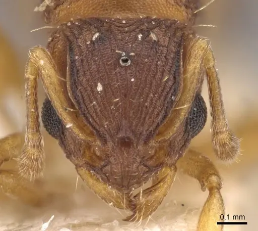Wasmannia auropunctata - CASENT0909217