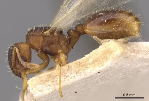 Wasmannia auropunctata - CASENT0909217