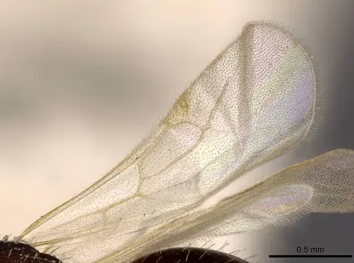 Wasmannia auropunctata - CASENT0909217