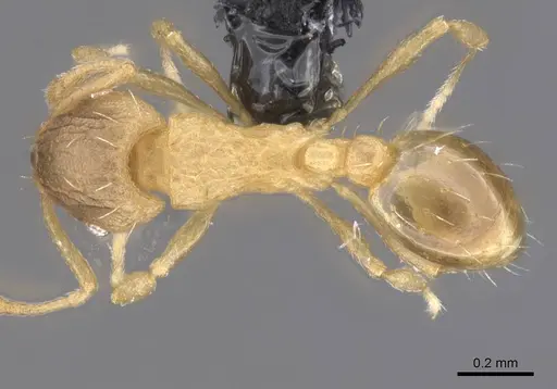 Wasmannia auropunctata - CASENT0912541