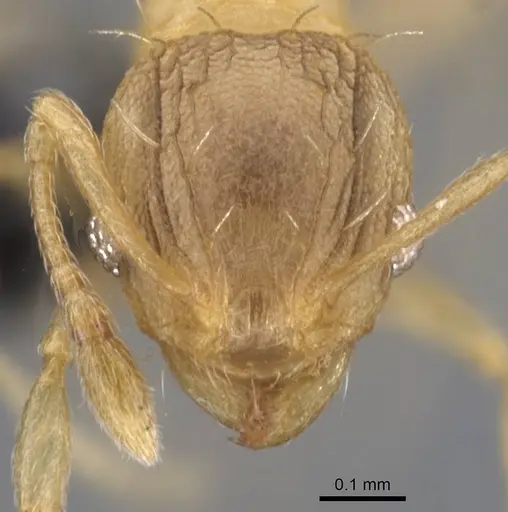 Wasmannia auropunctata - CASENT0912541