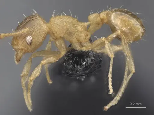 Wasmannia auropunctata - CASENT0912541