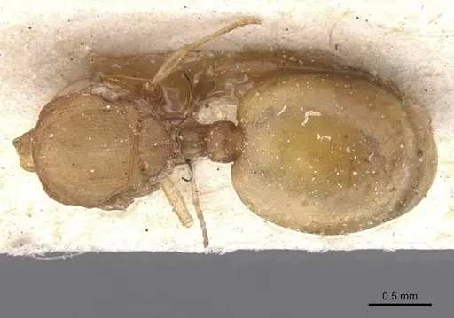 Wasmannia auropunctata - CASENT0912542