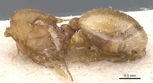 Wasmannia auropunctata - CASENT0912542