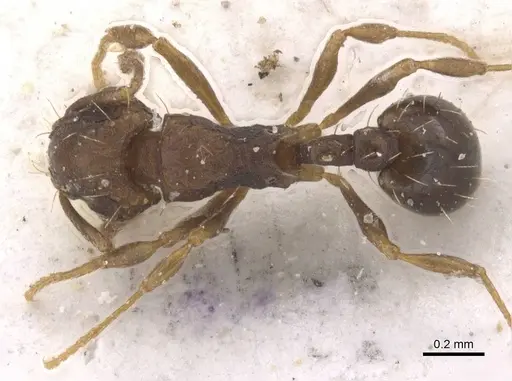 Wasmannia auropunctata - CASENT0912543