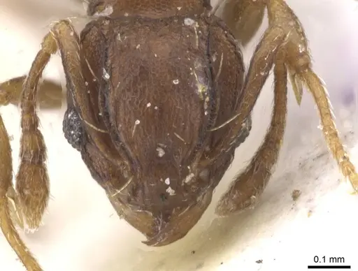 Wasmannia auropunctata - CASENT0912543