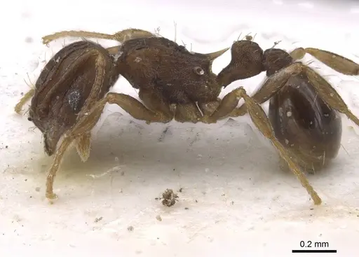 Wasmannia auropunctata - CASENT0912543