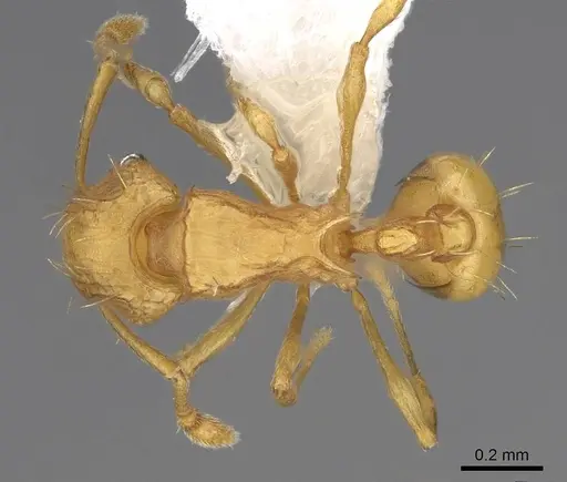 Wasmannia auropunctata - CASENT0922487