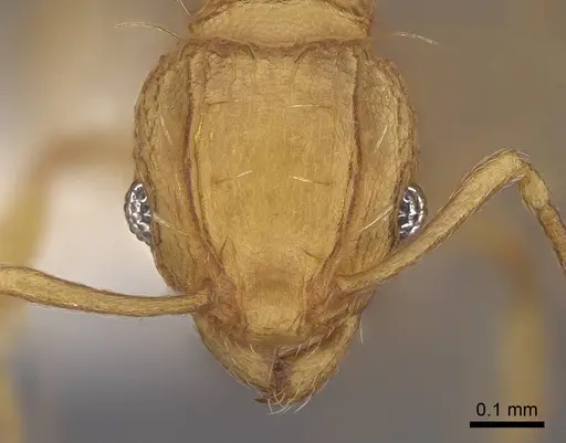 Wasmannia auropunctata - CASENT0922487